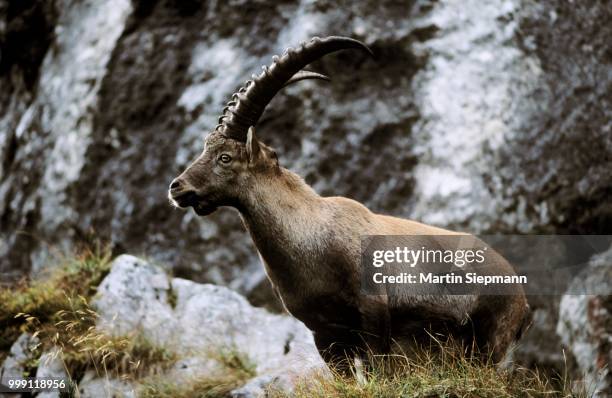 ibex (capra ibex), isarwinkel, upper bavaria, bavaria, germany - artiodactyla stock-fotos und bilder