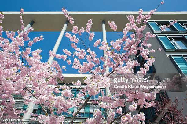 flowering japanese cherry tree in front of a modern office building, munich, bavaria, germany - münchen immobilie büro stock-fotos und bilder