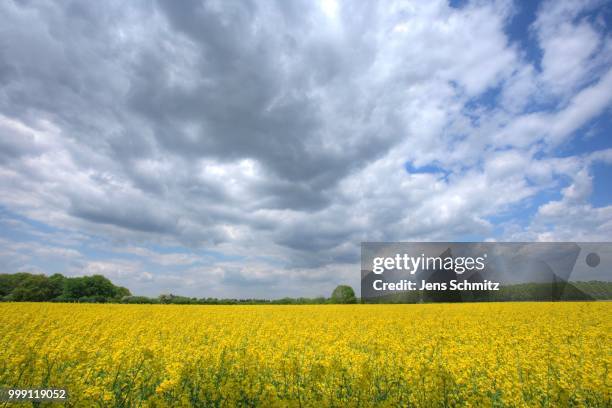 landscape, field of rape, luetzenrathstrasse, koen, north rhine-westphalia, germany - ölrübsen stock-fotos und bilder