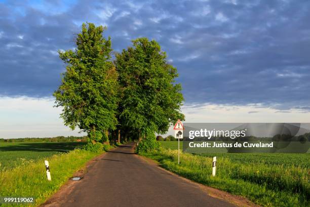 lime tree or linden (tilia) tree-lined avenue in the evening light, mecklenburg-western pomerania, germany - lime tree stockfoto's en -beelden