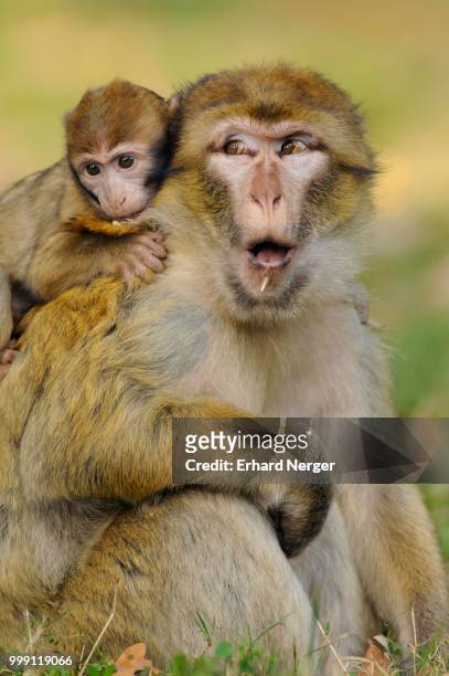 barbary macaques (macaca sylvanus) in naturzoo rheine zo, north rhine-westphalia, germany - rheine stock-fotos und bilder