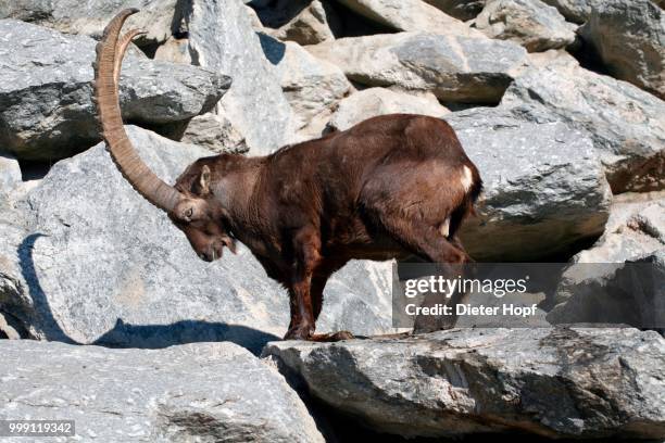 alpine ibex (capra ibex), alpenzoo innsbruck alpine zoo, tyrol, austria - artiodactyla stock pictures, royalty-free photos & images