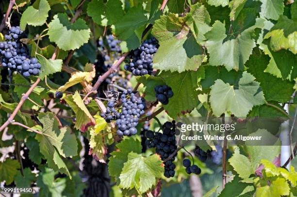 grapes (vitis vinifera), blue grapes on the vine, vineyard in esslingen am neckar, baden-wuerttemberg, germany - esslingen am neckar stock-fotos und bilder