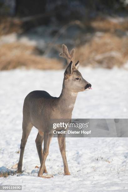 roe deer (capreolus capreolus) with velvet antlers, in the snow, allgaeu, bavaria, germany - artiodactyla stock pictures, royalty-free photos & images