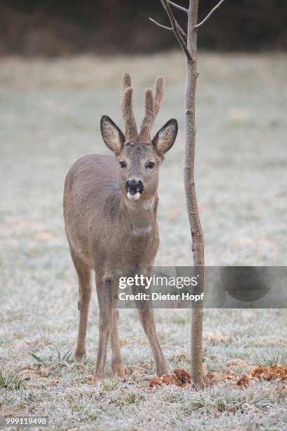 roe deer (capreolus capreolus) with velvet antlers, in the snow, allgaeu, bavaria, germany - artiodactyla - fotografias e filmes do acervo