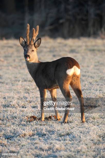 roe deer (capreolus capreolus) with velvet antlers, in the snow, allgaeu, bavaria, germany - artiodactyla stock pictures, royalty-free photos & images