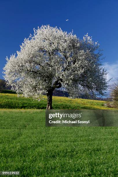 cherry blossom, aedermannsdorf, canton solothurn, switzerland - solothurn stock pictures, royalty-free photos & images