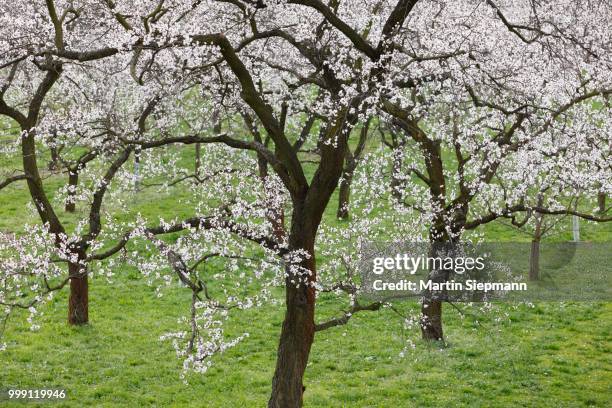 apricot trees in blossom, flowering apricot trees (prunus armeniaca), arnsdorf, wachau valley, mostviertel region, lower austria, austria - apricot blossom stock pictures, royalty-free photos & images