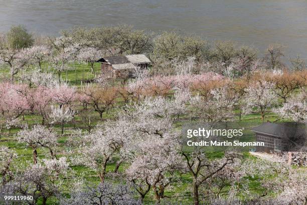 apricot trees in blossom, flowering apricot trees (prunus armeniaca), oberarnsdorf, wachau valley, mostviertel region, lower austria, austria - apricot blossom stock pictures, royalty-free photos & images