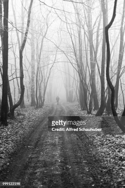 forest road, weinviertel district, lower austria, austria - alfred stock pictures, royalty-free photos & images