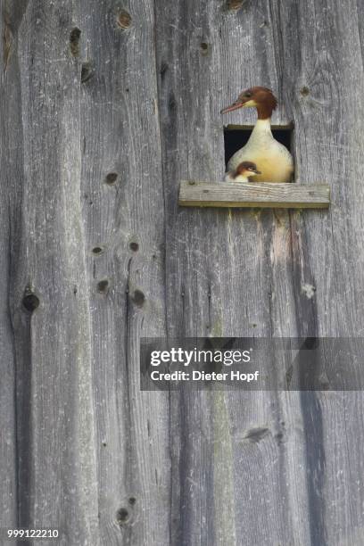 goosander or common merganser (mergus merganser), female adult with a chick, one day, at hatchery, allgaeu, bavaria, germany - common merganser stockfoto's en -beelden