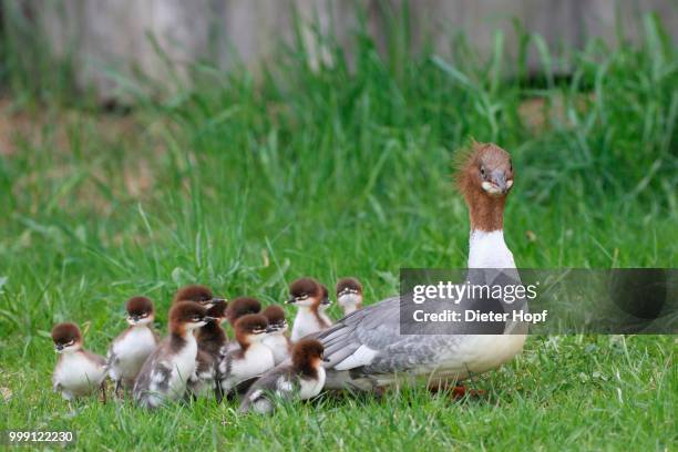 goosander or common merganser (mergus merganser), female adult with chicks, one day, allgaeu, bavaria, germany - common merganser bildbanksfoton och bilder