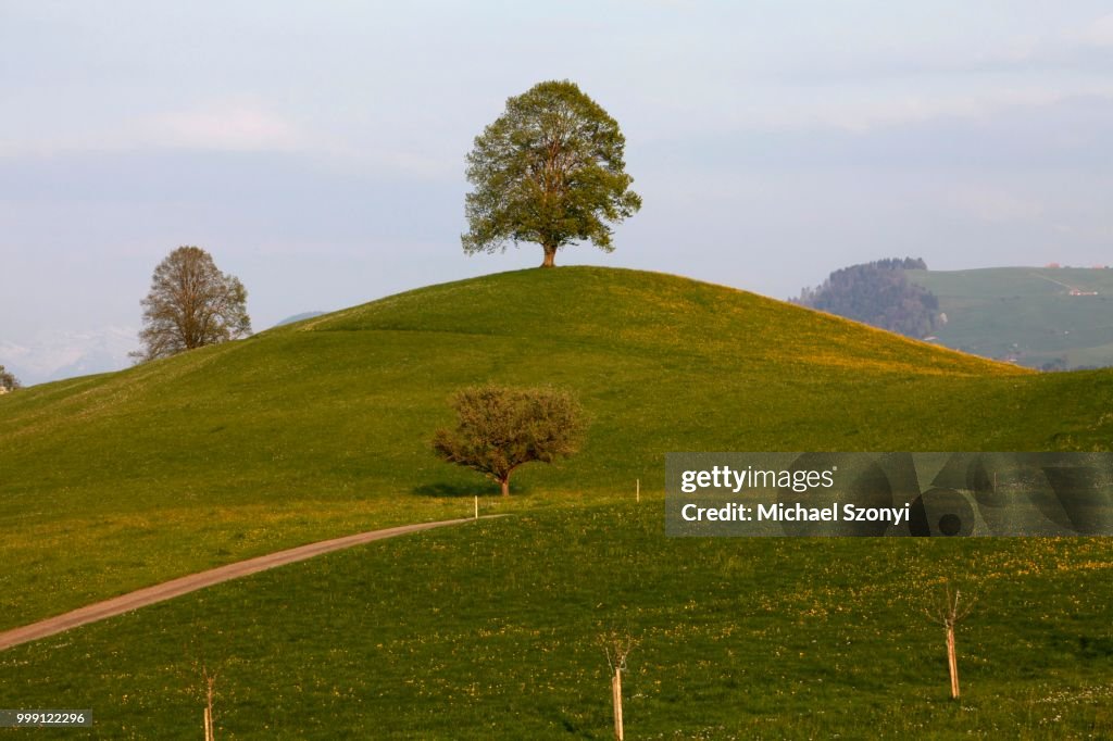 Drumlin with trees, Hirzel, Canton Zurich, Switzerland