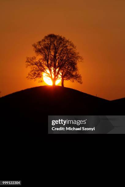 drumlin with tree at sunset, oelegg, canton of zug, switzerland - contre jour stock-fotos und bilder