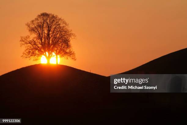drumlins with tree at sunset, oelegg, canton of zug, switzerland - silhouette contre jour fotografías e imágenes de stock