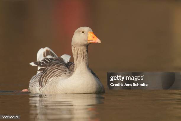 greylag or graylag goose (anser anser) - anseriformes stock pictures, royalty-free photos & images