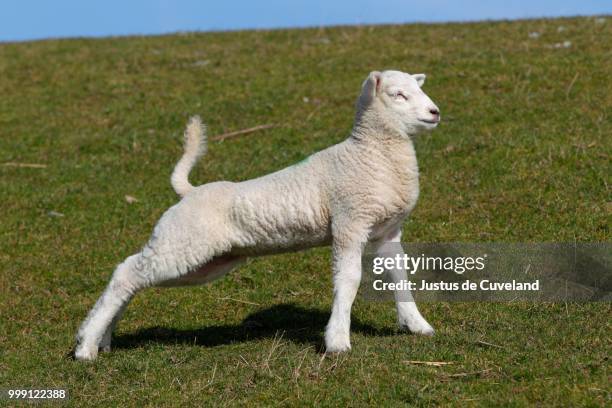 lamb stretching after getting up, easter lamb, domestic sheep (ovis ammon f. aries) on a dyke, schleswig-holstein, germany - artiodactyla 個照片及圖片檔