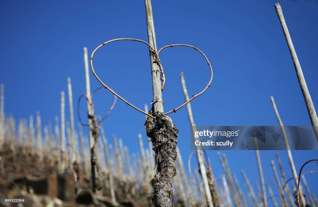 Vineyard, steep slope, heart-shaped vines, Moselle, Rhineland-Palatinate, Germany