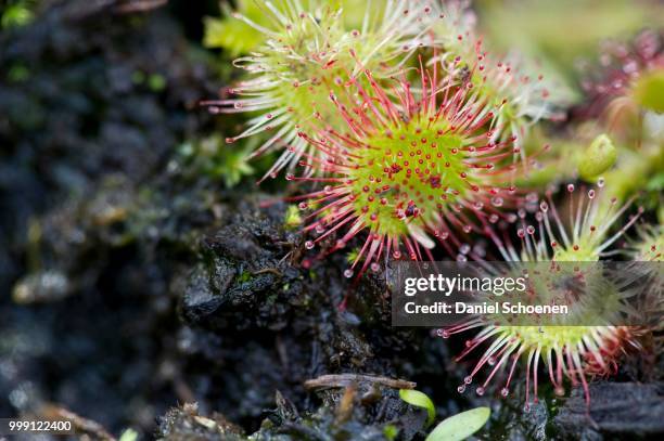 sundews, carnivorous plants, southern black forest, baden-wuerttemberg, germany - insectivora stock pictures, royalty-free photos & images