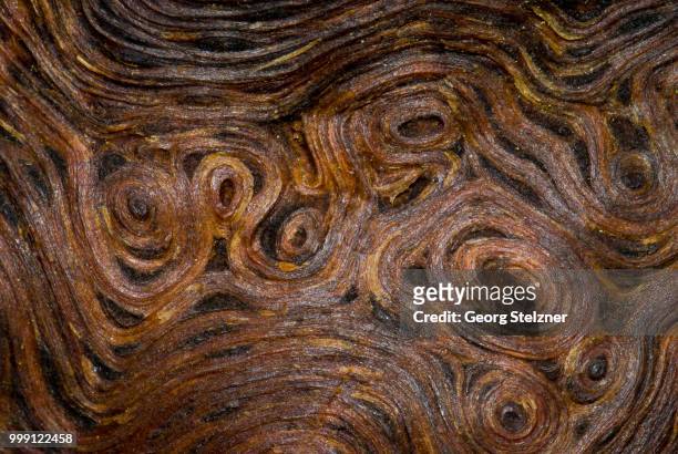root wood of an old oak tree (quercus), detailed view, moenchbruch nature reserve, hesse, germany - oak view stock pictures, royalty-free photos & images