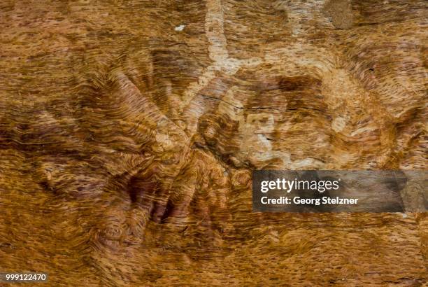 root wood of an old oak tree (quercus), detailed view, moenchbruch nature reserve, hesse, germany - oak view stock pictures, royalty-free photos & images