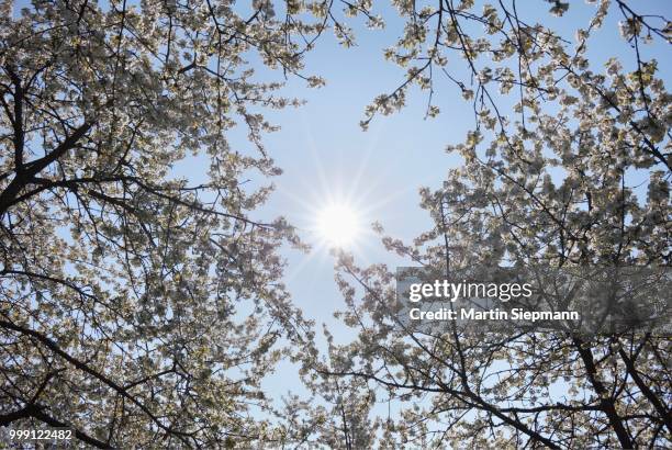 wild cherry trees in blossom, sweet cherry (prunus avium), franconian switzerland, upper franconia, franconia, bavaria, germany - contre jour stock-fotos und bilder