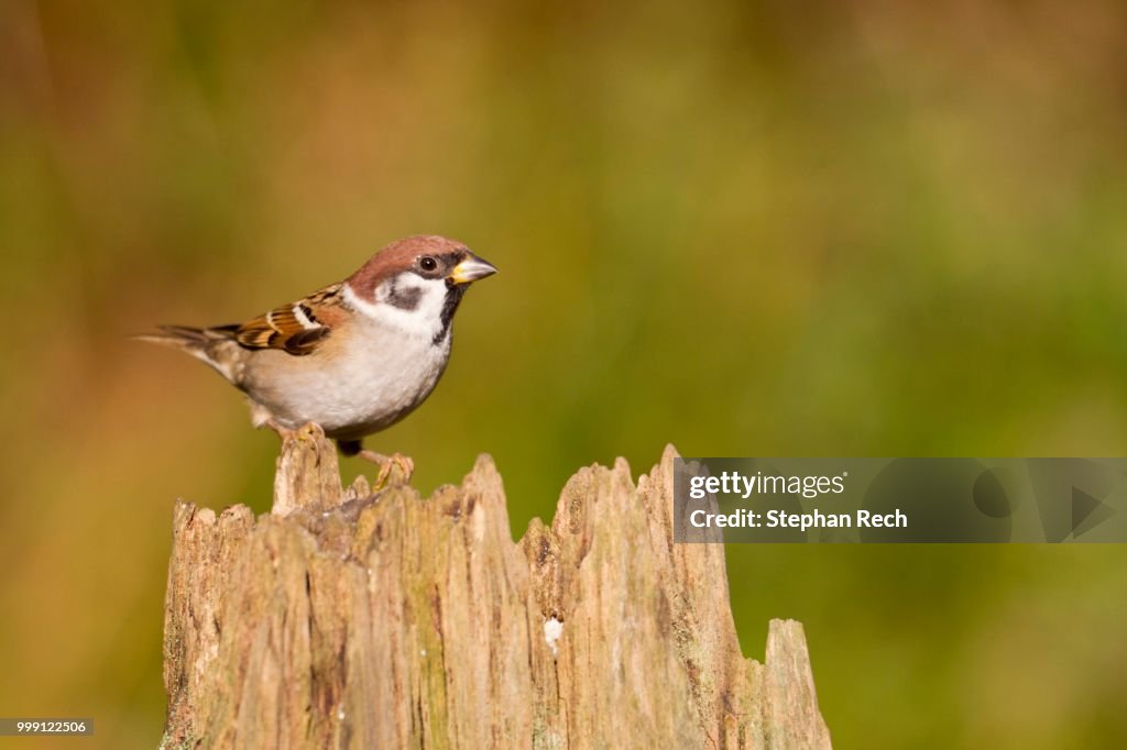 Eurasian Tree Sparrow (Passer montanus) on a stump used as a food stand, Gifhorn, Lower Saxony, Germany