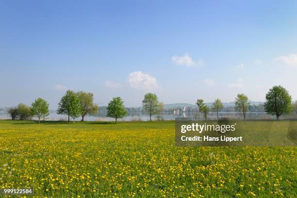 flower meadow on lake riegsee, riegsee village at the back, upper bavaria, bavaria, germany - lake riegsee stock pictures, royalty-free photos & images