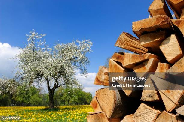 stacked firewood, spring meadow with dandelions and a blossoming apple tree, st. heinrich on lake starnberg, upper bavaria, bavaria, germany - starnberg fotografías e imágenes de stock