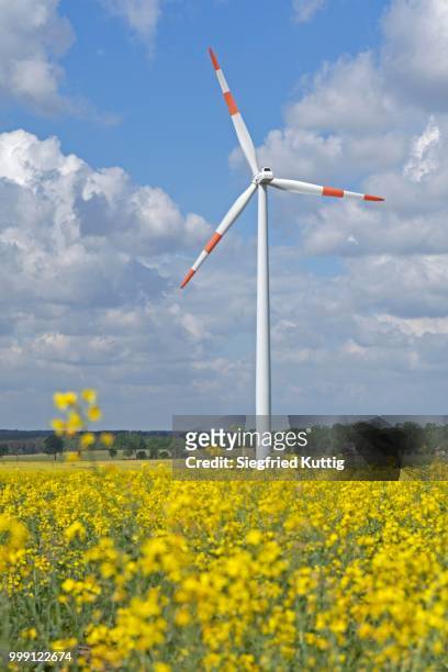 wind power plant in canola field, suelbeck, lower saxony, germany - brassica rapa stock pictures, royalty-free photos & images