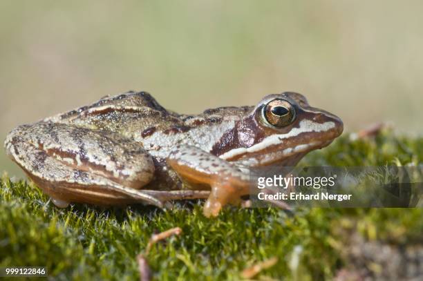 moor frog (rana arvalis), emsland, germany - anura stock pictures, royalty-free photos & images