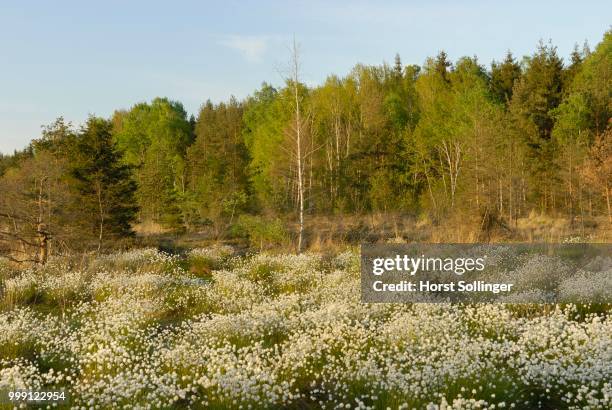 wetland bog with blooming cotton grass (eriophorum), koller filze bog, nicklheim, bavaria, germany - wollgras stock-fotos und bilder