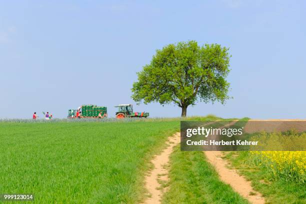 field with deciduous trees in bad wimpfen, baden-wuerttemberg, germany - deciduous stock pictures, royalty-free photos & images