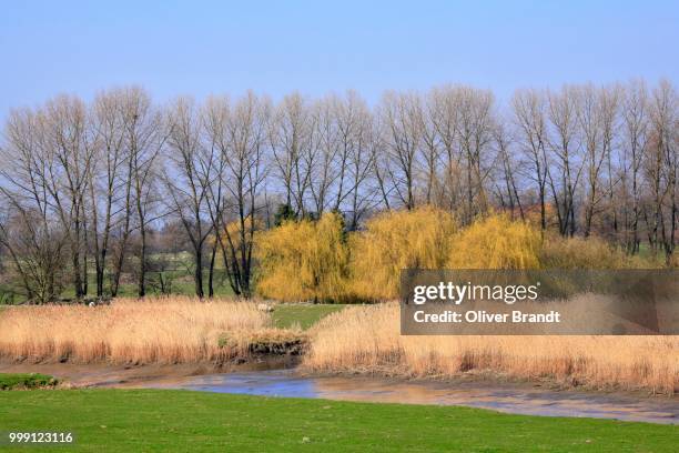 marsh landscape, naturschutzgebiet haseldorfer binnenelbe nature reserve, haseldorfer marsch marshland, elbmarschland, haseldorf, district of pinneberg, schleswig-holstein, germany - marsch stock pictures, royalty-free photos & images