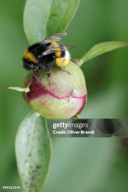buff-tailed bumblebee, large earth bumblebee (bombus terrestris) perched on a bud of european peony (paeonia officinalis), gummersbach, oberbergischer kreis district, north rhine-westphalia, germany - buff photos et images de collection
