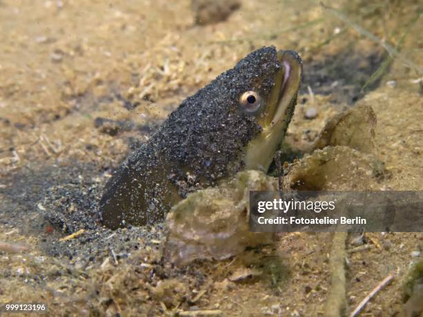 european eel (anguilla anguilla) looking out of its sand cave, lake helenesee, near frankfurt an der oder, brandenburg, germany - european eel stock pictures, royalty-free photos & images