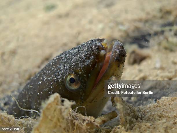 european eel (anguilla anguilla) looking out of its sand cave, lake helenesee, near frankfurt an der oder, brandenburg, germany - european eel stock pictures, royalty-free photos & images