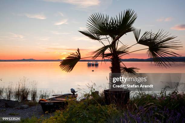 palm tree on lake constance at dusk, insel reichenau island, baden-wuerttemberg, germany, publicground - insel stock pictures, royalty-free photos & images