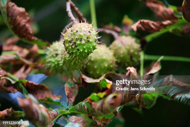 horse-chestnut or conker tree (aesculus hippocastanum), fruit pod with seeds, lindlar, north rhine-westphalia, germany - horse chestnut photos et images de collection