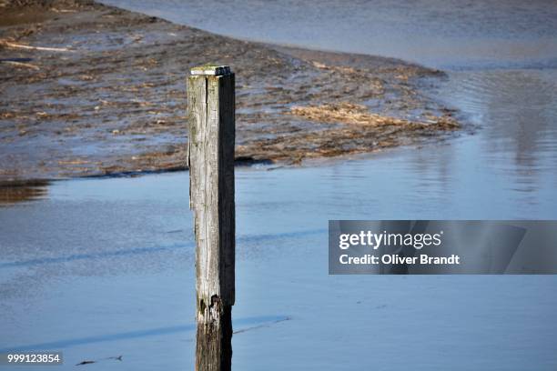 wooden pole in the binnenelbe river, naturschutzgebiet haseldorfer binnenelbe nature reserve, haseldorfer marsch marshland, elbmarschland, haseldorf, district of pinneberg, schleswig-holstein, germany - marsch stock pictures, royalty-free photos & images