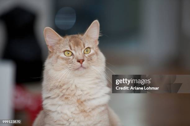 somali cat, sorrel-silver, portrait - ariane stock pictures, royalty-free photos & images