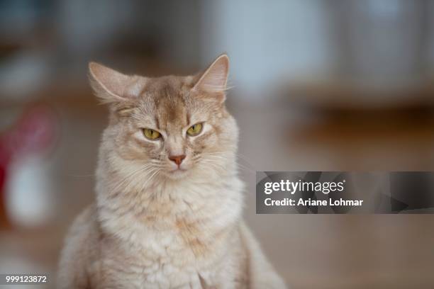 somali cat, sorrel-silver, portrait - ariane stock pictures, royalty-free photos & images