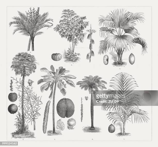 stockillustraties, clipart, cartoons en iconen met varios palm bomen, hout gravures, gepubliceerd rond 1895 - bloeiwijze