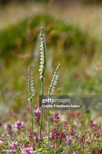 autumn lady's-tresses (spiranthes spiralis), flowering, niederlemb, hesse, germany - orchidoideae fotografías e imágenes de stock