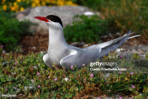 arctic tern (sterna paradisaea), adult, standing on grass, eidersperrwerk, north frisia, germany - paradisaeidae stock pictures, royalty-free photos & images