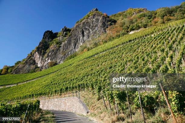 vines, vineyards, wine-growing area on drachenfels mountain, siebengebirge range, bad honnef, north rhine-westphalia, germany - bad honnef am rhein stock pictures, royalty-free photos & images