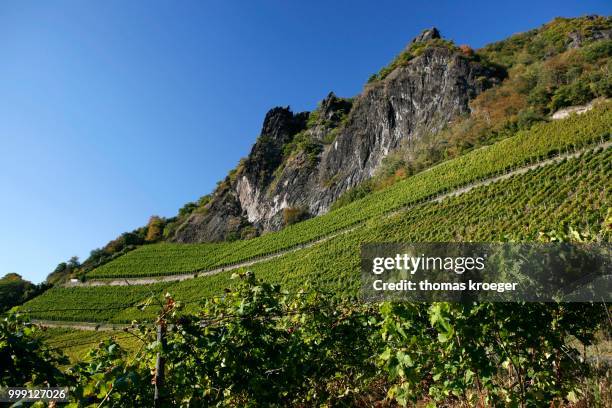 vines, vineyards, wine-growing area on drachenfels mountain, siebengebirge range, bad honnef, north rhine-westphalia, germany - bad honnef am rhein stock pictures, royalty-free photos & images