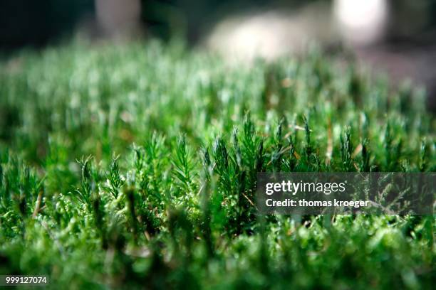 moss in the woods, siebengebirge range near bad honnef, north rhine-westphalia, germany - bad honnef am rhein stock pictures, royalty-free photos & images