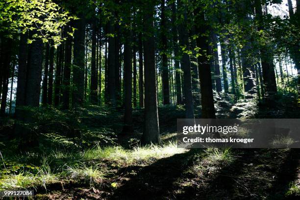 forest in the siebengebirge range of hills, near bad honnef, north rhine-westphalia, germany - bad honnef am rhein stock pictures, royalty-free photos & images