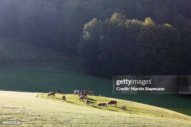 cow pasture in gmund, upper bavaria, bavaria, germany, publicground - artiodactyla stock pictures, royalty-free photos & images